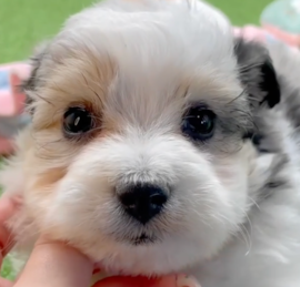 Aussiechon Puppies For Sale - Puppy Love PR